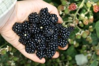 Early July Blackberries