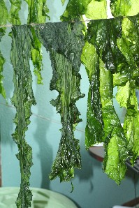 Sea lettuce drying